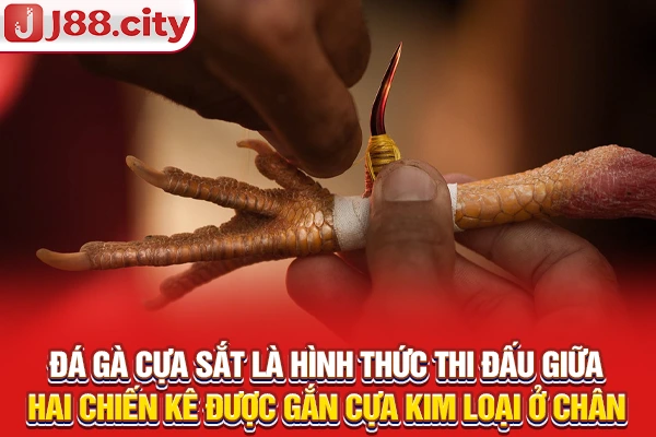 Đá gà cựa sắt là hình thức thi đấu giữa hai chiến kê được gắn cựa kim loại ở chân