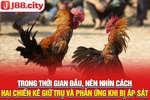 Trong thời gian đầu, nên nhìn cách hai chiến kê giữ trụ và phản ứng khi bị áp sát