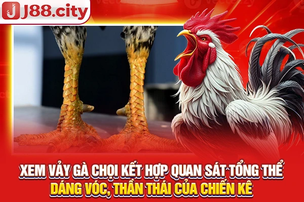 Xem vảy gà chọi kết hợp quan sát tổng thể dáng vóc, thần thái của chiến kê